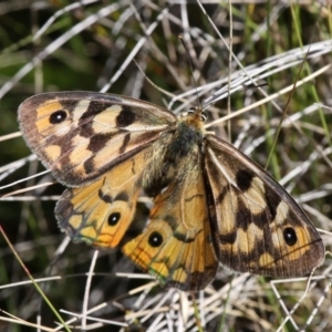 Heteronympha penelope at Cotter River, ACT - 17 Mar 2018 12:07 PM