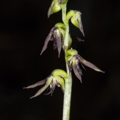 Corunastylis clivicola (Rufous midge orchid) at Crace, ACT - 20 Mar 2018 by DerekC