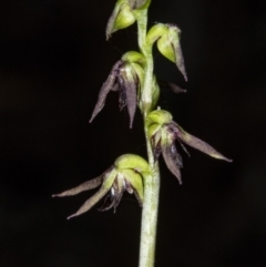 Corunastylis clivicola (Rufous midge orchid) at Gungaderra Grasslands - 20 Mar 2018 by DerekC