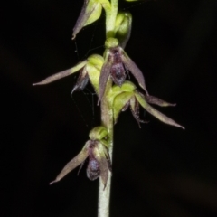 Corunastylis clivicola at Crace, ACT - 20 Mar 2018