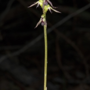 Corunastylis clivicola at Crace, ACT - 20 Mar 2018