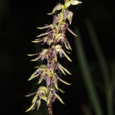 Corunastylis clivicola (Rufous midge orchid) at Gungahlin, ACT - 20 Mar 2018 by DerekC