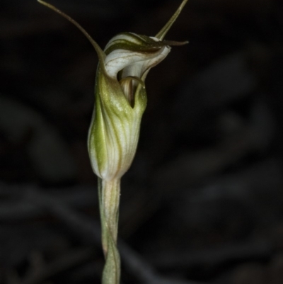 Diplodium ampliatum (Large Autumn Greenhood) at Gungahlin, ACT - 20 Mar 2018 by DerekC