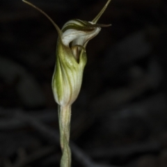Diplodium ampliatum (Large autumn greenhood) at Gungahlin, ACT - 20 Mar 2018 by DerekC