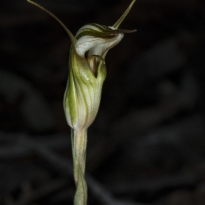 Diplodium ampliatum (Large Autumn Greenhood) at Gungaderra Grasslands - 20 Mar 2018 by DerekC