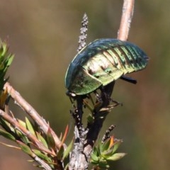 Polyzosteria viridissima (Alpine Metallic Cockroach) at Cotter River, ACT - 17 Mar 2018 by HarveyPerkins