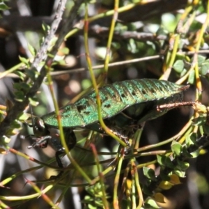 Polyzosteria viridissima at Cotter River, ACT - 17 Mar 2018 12:57 PM