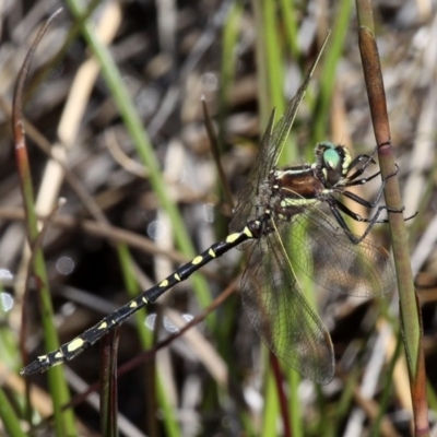 Synthemis eustalacta (Swamp Tigertail) at Namadgi National Park - 17 Mar 2018 by HarveyPerkins