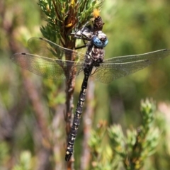 Austroaeschna flavomaculata (Alpine Darner) at Namadgi National Park - 17 Mar 2018 by HarveyPerkins