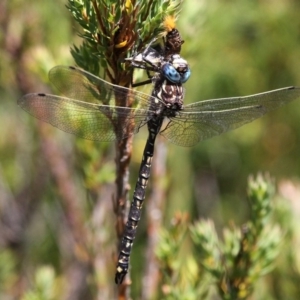 Austroaeschna flavomaculata at Cotter River, ACT - 17 Mar 2018