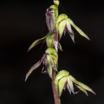 Corunastylis clivicola (Rufous midge orchid) at Gungahlin, ACT - 20 Mar 2018 by DerekC