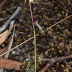 Corunastylis clivicola at Gungahlin, ACT - suppressed