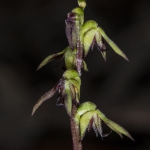 Corunastylis clivicola at Gungahlin, ACT - suppressed