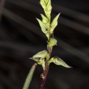 Corunastylis clivicola at Gungahlin, ACT - suppressed