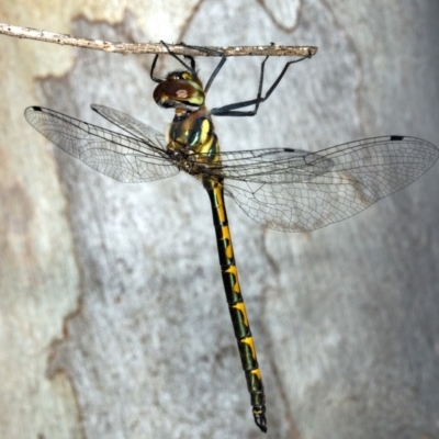 Hemicordulia australiae (Australian Emerald) at Gungahlin, ACT - 20 Mar 2018 by DerekC