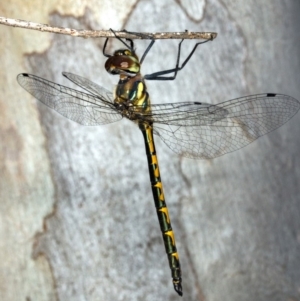 Hemicordulia australiae at Gungahlin, ACT - 20 Mar 2018