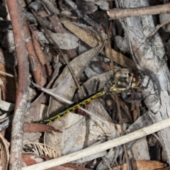 Hemicordulia australiae at Gungahlin, ACT - 20 Mar 2018