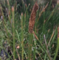 Eleocharis sphacelata (Tall Spike-rush) at Rendezvous Creek, ACT - 16 Mar 2018 by alexwatt