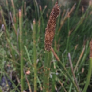 Eleocharis sphacelata at Rendezvous Creek, ACT - 16 Mar 2018 11:34 AM