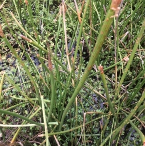 Eleocharis sphacelata at Rendezvous Creek, ACT - 16 Mar 2018 11:34 AM