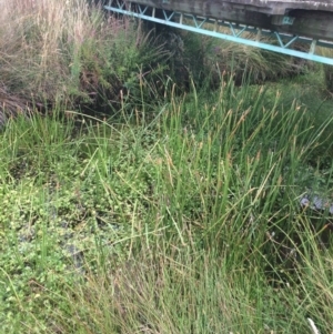 Eleocharis sphacelata at Rendezvous Creek, ACT - 16 Mar 2018