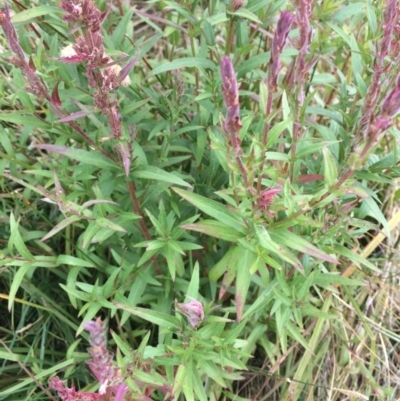 Lythrum salicaria (Purple Loosestrife) at Rendezvous Creek, ACT - 16 Mar 2018 by alex_watt