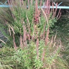 Lythrum salicaria at Rendezvous Creek, ACT - 16 Mar 2018