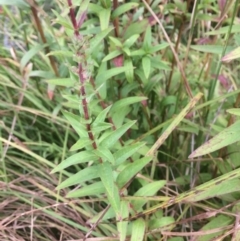 Lythrum salicaria at Rendezvous Creek, ACT - 16 Mar 2018