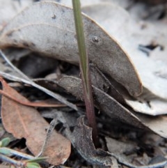 Lyperanthus suaveolens (Brown Beaks) at Aranda Bushland - 20 Mar 2018 by CathB