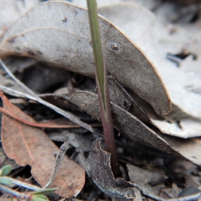 Lyperanthus suaveolens (Brown Beaks) at Aranda, ACT - 20 Mar 2018 by CathB