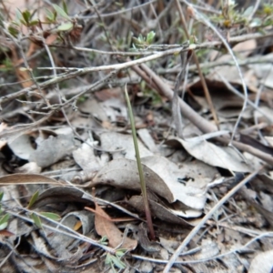 Lyperanthus suaveolens at Aranda, ACT - 21 Mar 2018