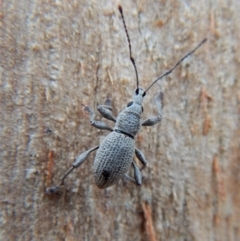 Merimnetes (genus) (A weevil) at Dunlop, ACT - 21 Mar 2018 by CathB