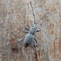 Merimnetes sp. (genus) (A weevil) at Dunlop, ACT - 20 Mar 2018 by CathB