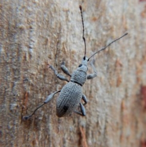 Merimnetes sp. (genus) at Dunlop, ACT - 21 Mar 2018 07:45 AM