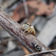 Opisthoncus sp. (genus) (Opisthoncus jumping spider) at Aranda, ACT - 21 Mar 2018 by CathB