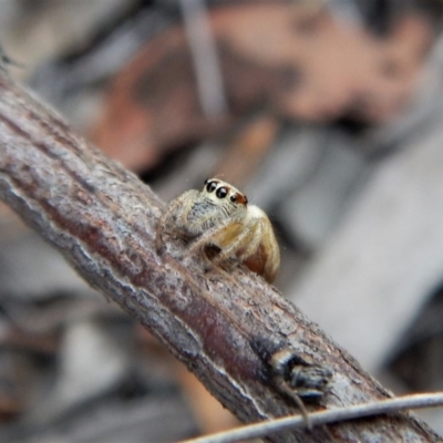 Opisthoncus sp. (genus) (Unidentified Opisthoncus jumping spider) at Aranda Bushland - 20 Mar 2018 by CathB
