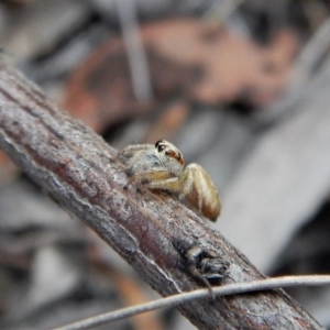 Opisthoncus sp. (genus) at Aranda, ACT - 21 Mar 2018 08:31 AM