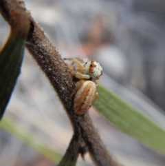 Opisthoncus sp. (genus) at Aranda, ACT - 21 Mar 2018 08:31 AM