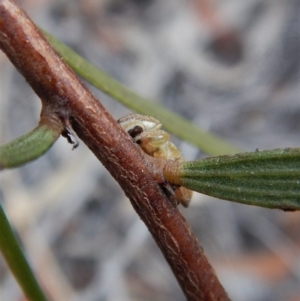 Opisthoncus sp. (genus) at Aranda, ACT - 21 Mar 2018