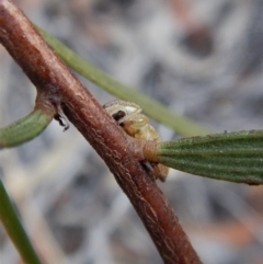 Opisthoncus sp. (genus) at Aranda, ACT - 21 Mar 2018