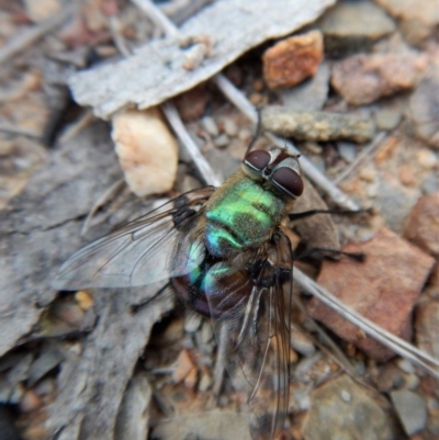 Rutilia (Chrysorutilia) formosa (A Bristle fly) at Dunlop, ACT - 20 Mar 2018 by CathB