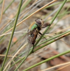 Rutilia (Chrysorutilia) formosa at Dunlop, ACT - 21 Mar 2018 08:11 AM