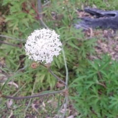 Trachymene composita var. composita at Pambula Beach, NSW - 20 Mar 2018 05:15 PM