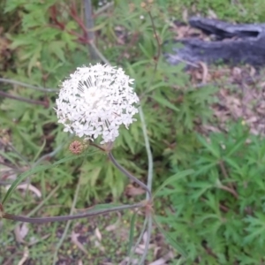 Trachymene composita var. composita at Pambula Beach, NSW - 20 Mar 2018 05:15 PM