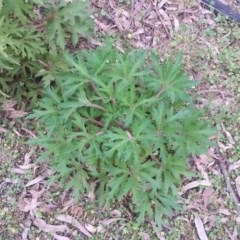 Trachymene composita var. composita at Pambula Beach, NSW - 20 Mar 2018