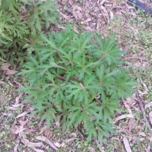 Trachymene composita var. composita at Pambula Beach, NSW - 20 Mar 2018 05:15 PM