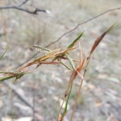Cymbopogon refractus (Barbed-wire Grass) at Mount Mugga Mugga - 21 Mar 2018 by Mike