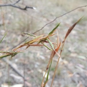 Cymbopogon refractus at O'Malley, ACT - 21 Mar 2018 02:17 PM