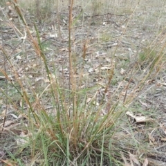 Cymbopogon refractus at O'Malley, ACT - 21 Mar 2018 02:17 PM