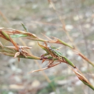 Cymbopogon refractus at O'Malley, ACT - 21 Mar 2018 02:17 PM